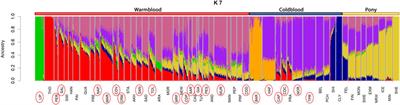 Exploring the Italian equine gene pool via high-throughput genotyping